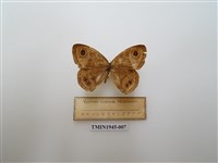 藏品(達邦波眼蝶)的圖片